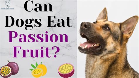 can dogs eat passion fruit